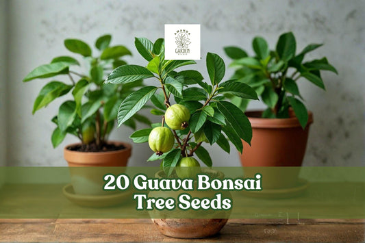 20 Guava Tree Seeds for Bonsai, Tropical Fruit Tree, Psidium guajava, Indoor & Container Growing