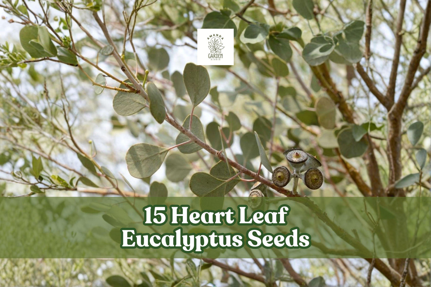 Heart Leaf Eucalyptus Seeds – Eucalyptus websteriana for Ornamental Landscaping and Foliage Planting