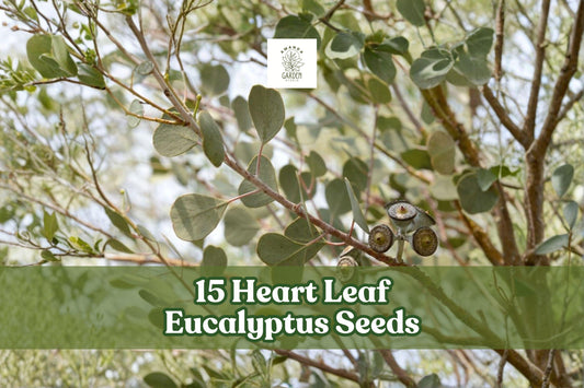 Heart Leaf Eucalyptus Seeds – Eucalyptus websteriana for Ornamental Landscaping and Foliage Planting