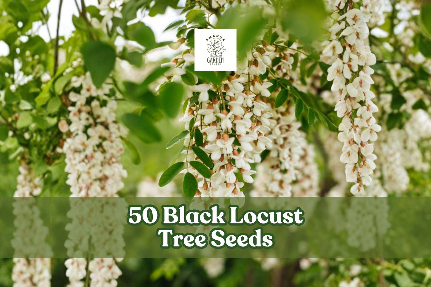 Black Locust Tree Seeds – Robinia pseudoacacia, Fragrant White Flowers, Deciduous Ornamental Tree, 50 Seeds for Planting