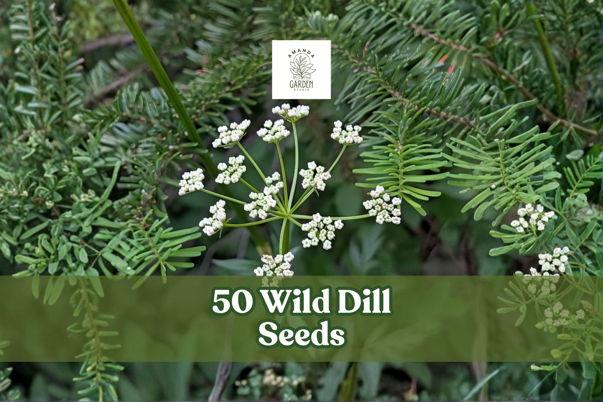 Wild Dill Seeds – Perideridia americana Herbaceous Perennial for Native Gardens, Spring Bloom, 50 Seeds