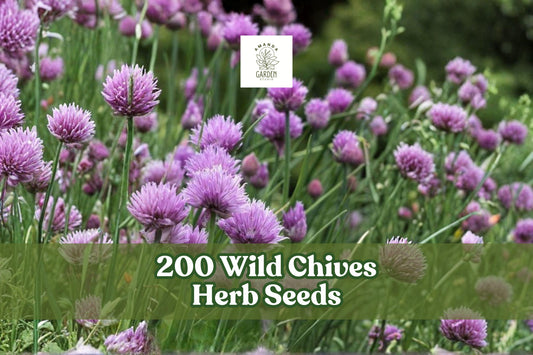 200 Wild Chives Herb Seeds – Allium schoenoprasum, Perennial, Clumping Green Leaves, Garden & Container Planting
