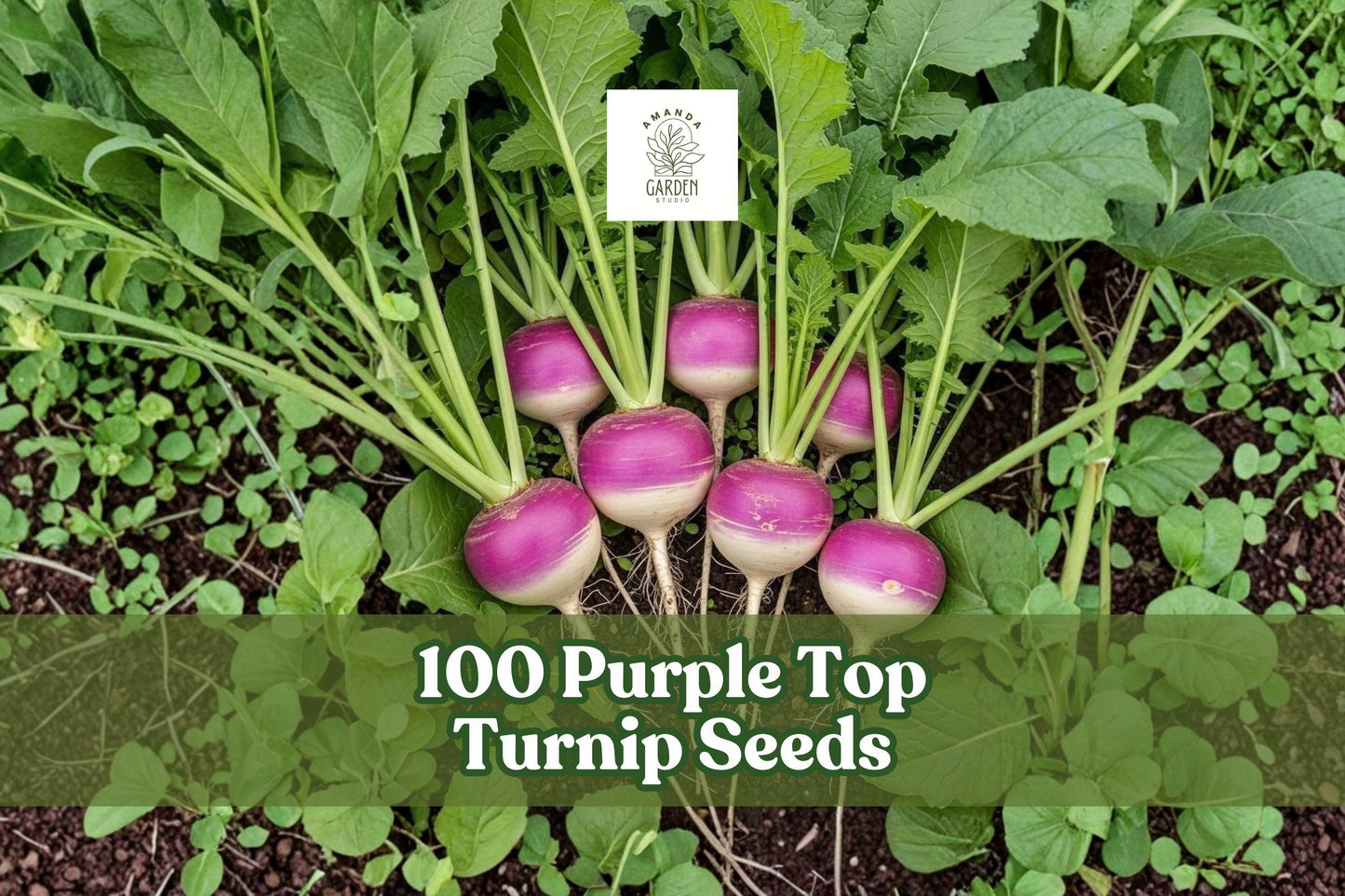 Purple Top Turnip Seeds – Heirloom Brassica rapa, Non-GMO, Cool-Season Vegetable, Garden Planting, 100 Seeds