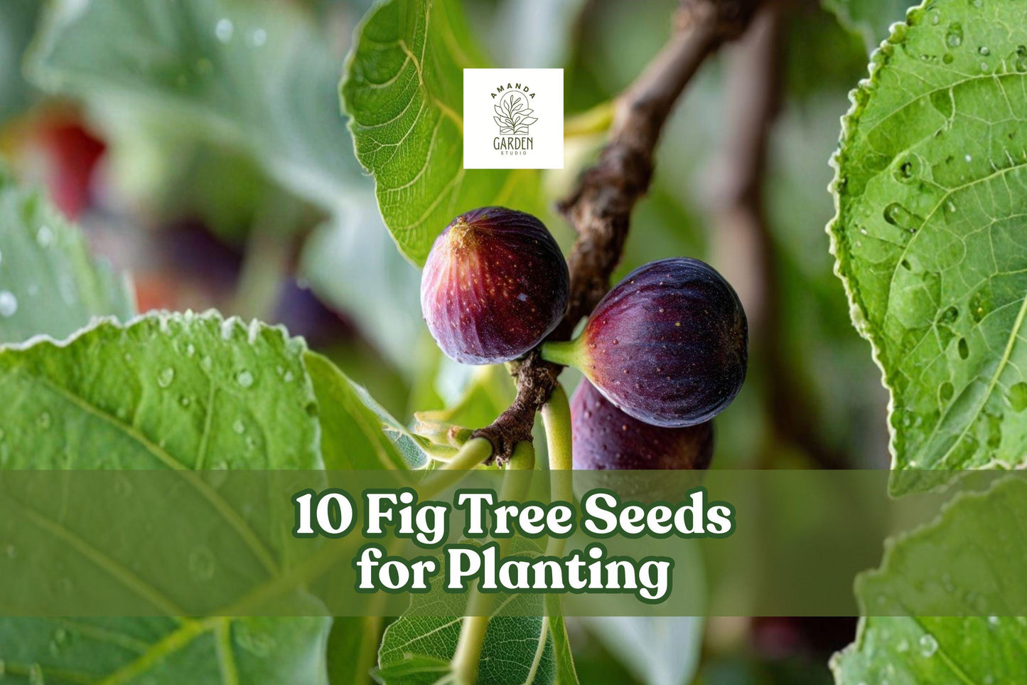 10 Fig Tree Seeds Ficus carica for Garden or Container Planting, Ornamental Fruit Tree Seeds