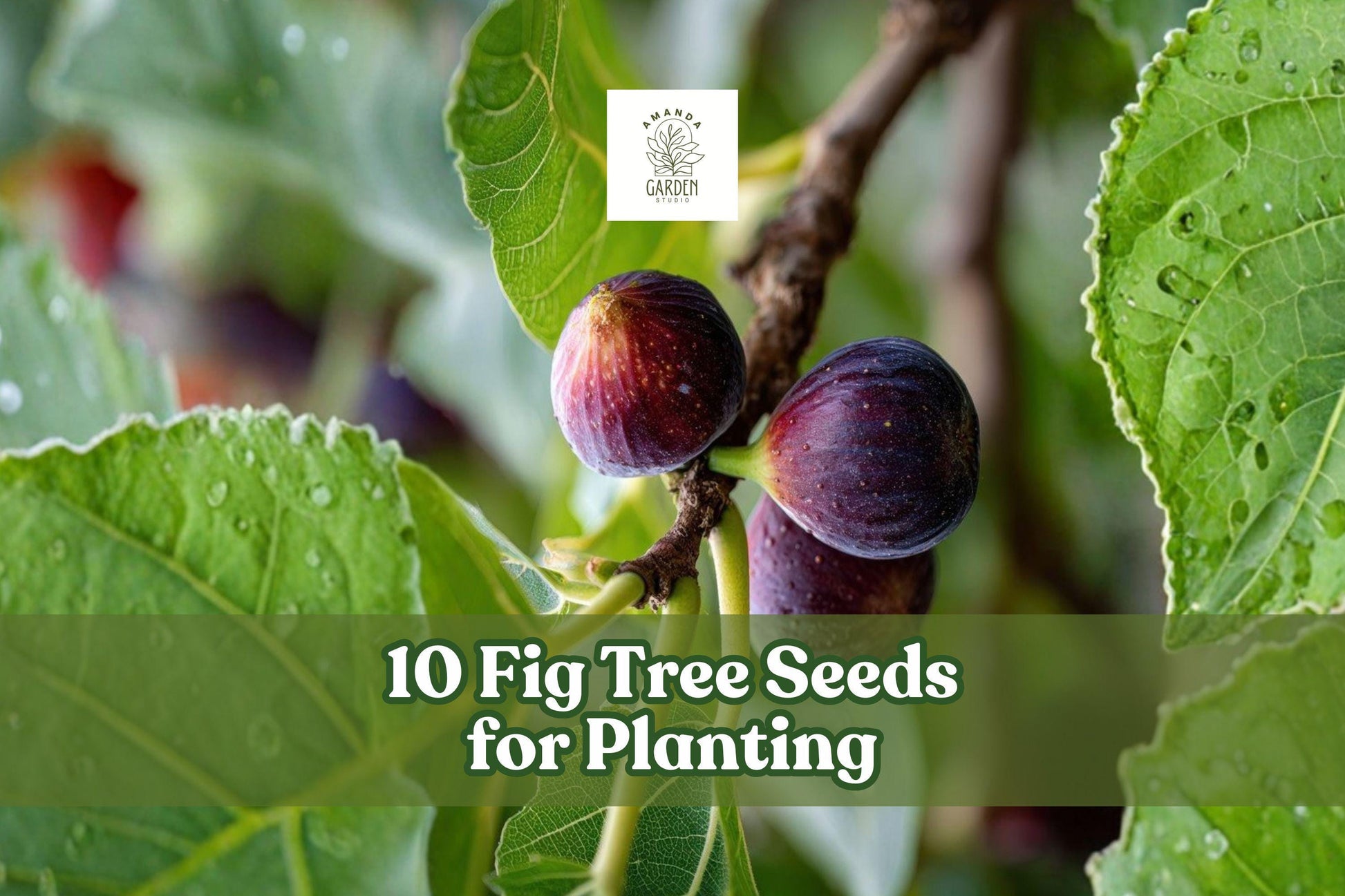 10 Fig Tree Seeds Ficus carica for Garden or Container Planting, Ornamental Fruit Tree Seeds