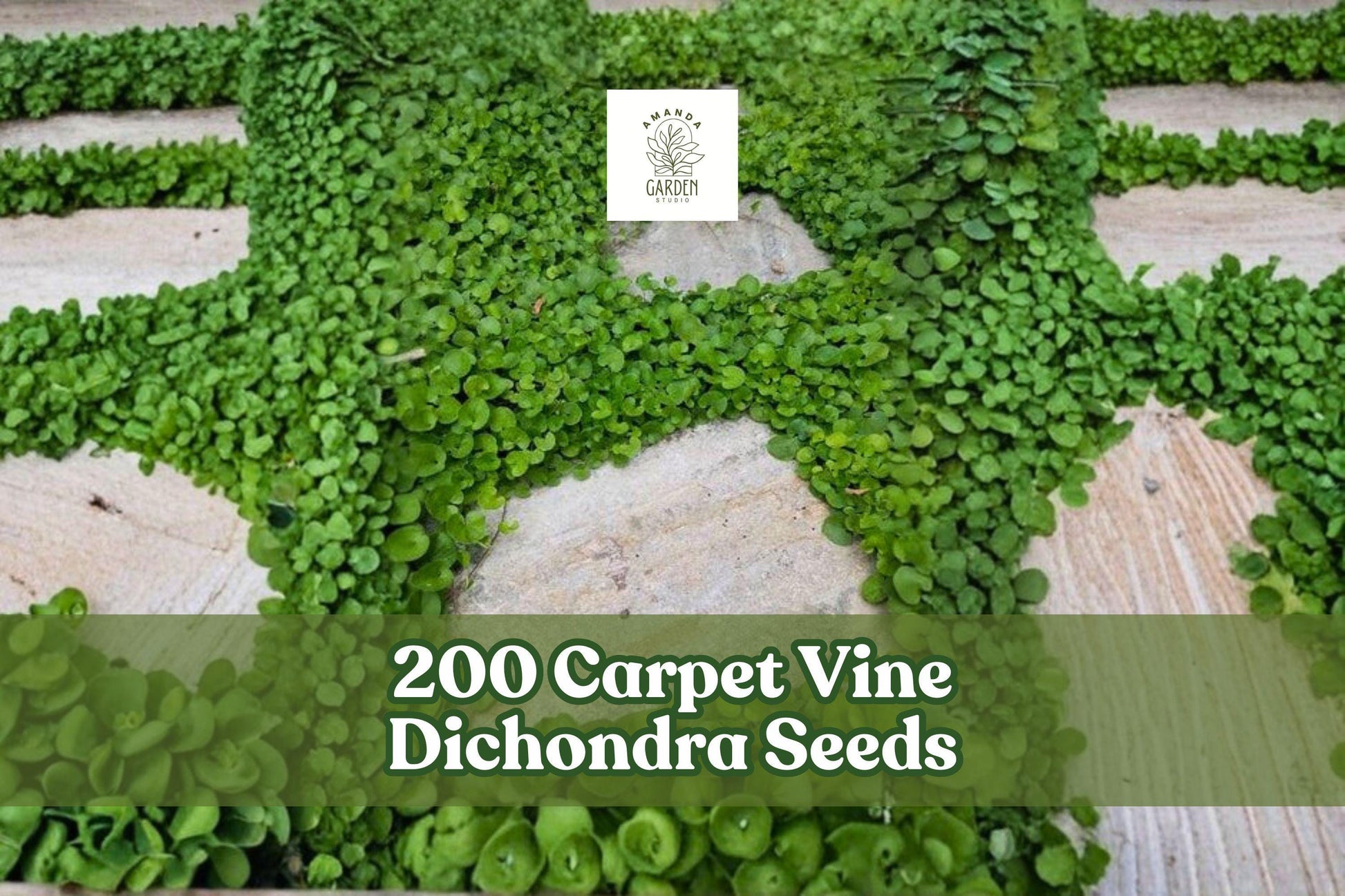 200 Carpet Vine Dichondra Seeds for Ground Cover, Spreading Planting Seeds, Dichondra spp.