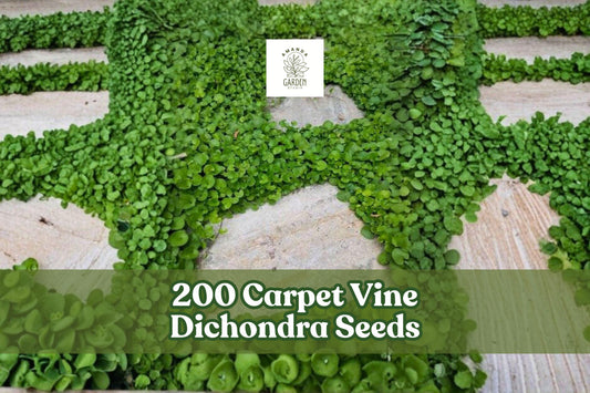 200 Carpet Vine Dichondra Seeds for Ground Cover, Spreading Planting Seeds, Dichondra spp.
