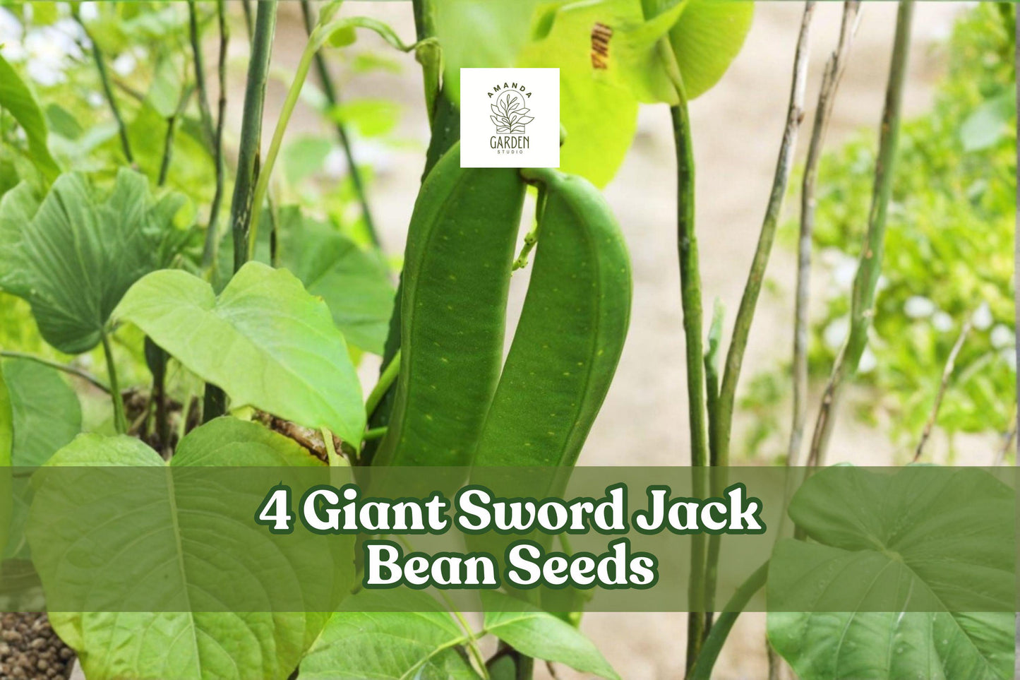 Giant Sword Jack Bean Seeds – Canavalia gladiata Climbing Legume with Large Elongated Pods for Garden Planting