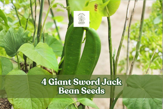 Giant Sword Jack Bean Seeds – Canavalia gladiata Climbing Legume with Large Elongated Pods for Garden Planting