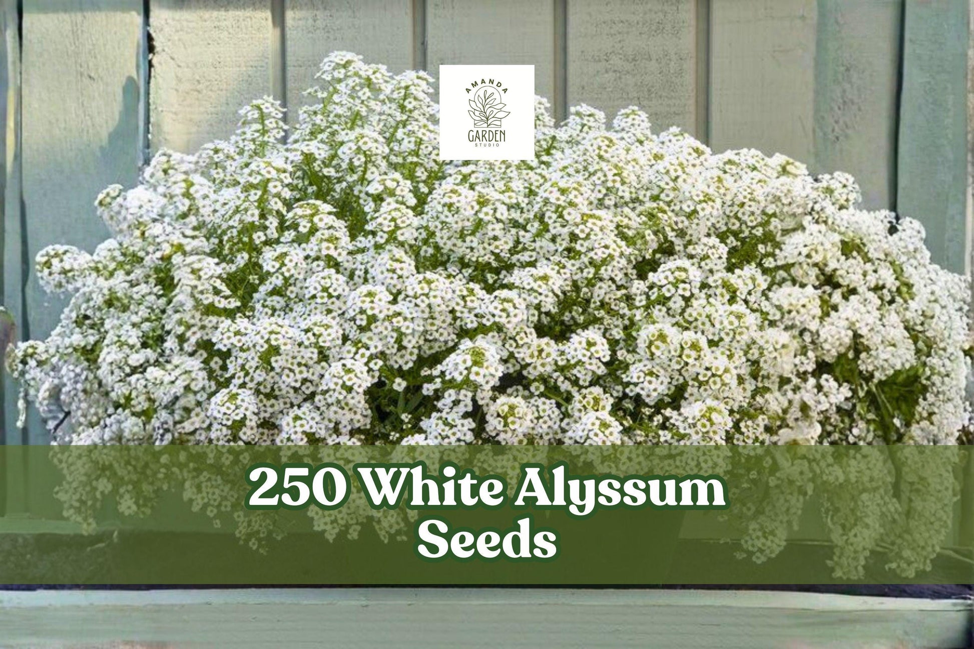 250 White Alyssum Seeds for Planting, Lobularia maritima, Ground Cover, Edging, Container Planting