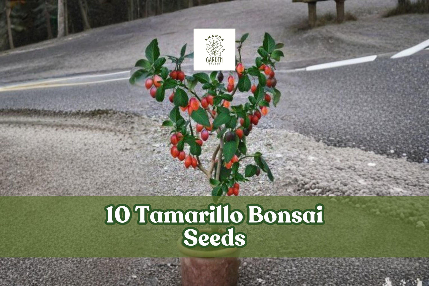 10 Tamarillo Bonsai Seeds - Cyphomandra betacea Ornamental Tree for Bonsai, Container & Garden Planting