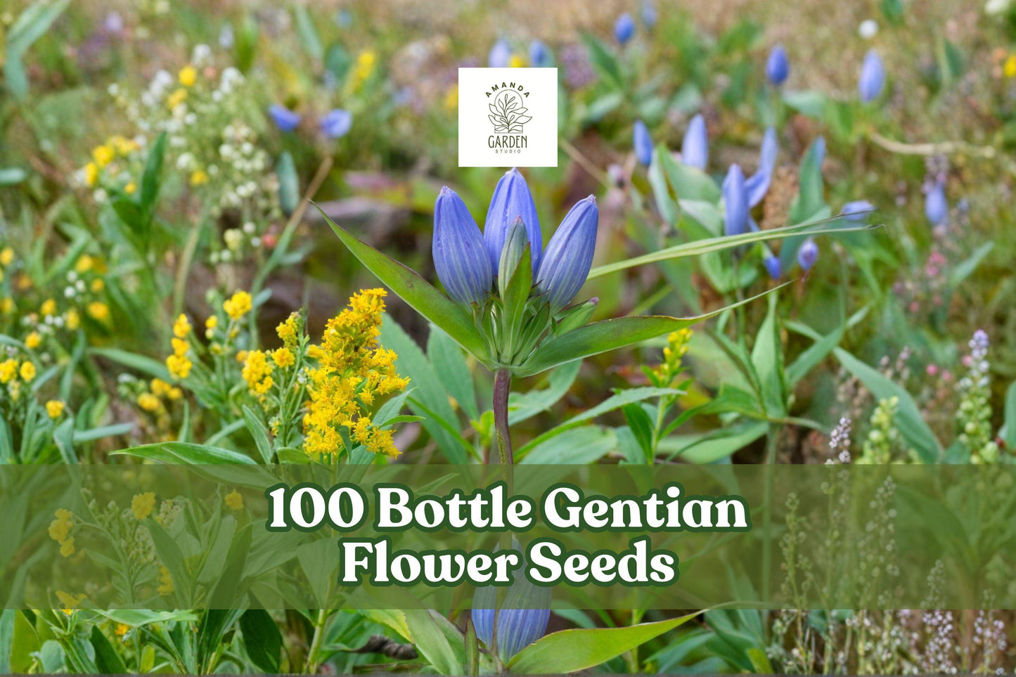 100 Bottle Gentian Flower Seeds – Native Perennial, Blue, Gentiana andrewsii, Pollinator & Meadow Garden Seeds