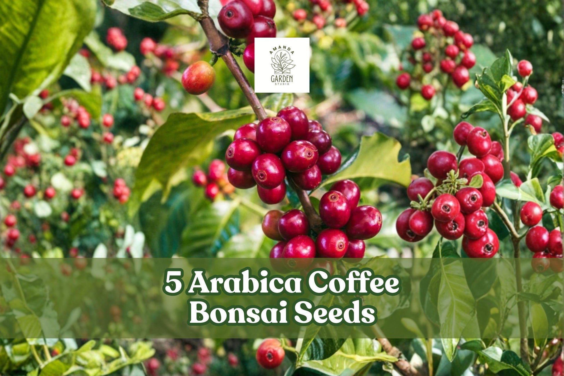 Arabica Coffee Bonsai Seeds – Ornamental Evergreen Planting Seeds for Indoor & Container Bonsai – Coffea arabica