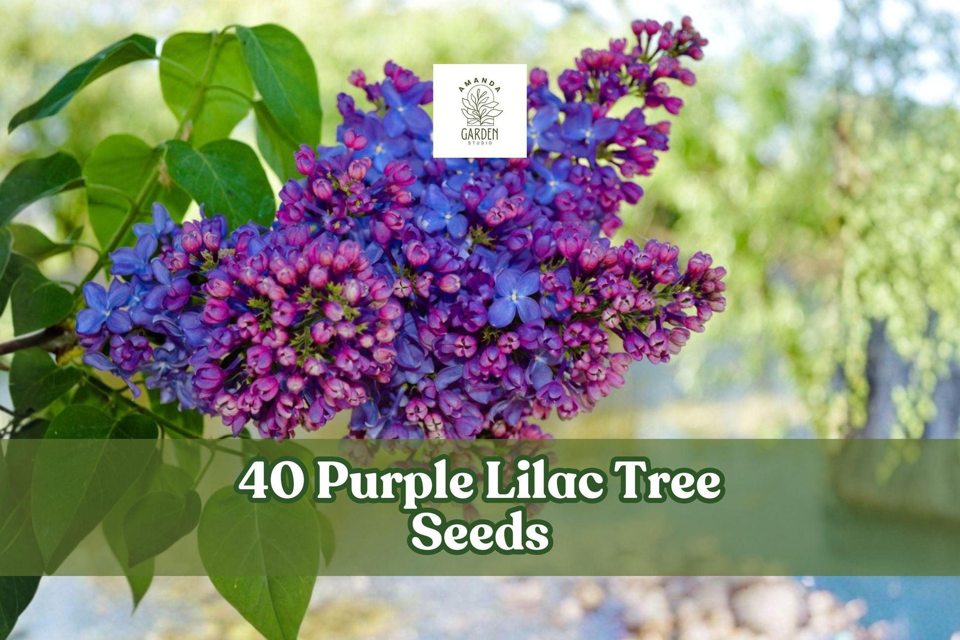 40 Purple Lilac Tree Seeds for Planting - Syringa vulgaris, Flowering Shrub, Ornamental, Landscape, Bonsai
