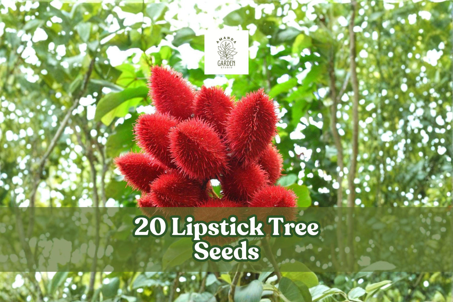 20 Lipstick Tree Seeds for Planting - Bixa orellana Tropical Ornamental Tree for Garden or Container
