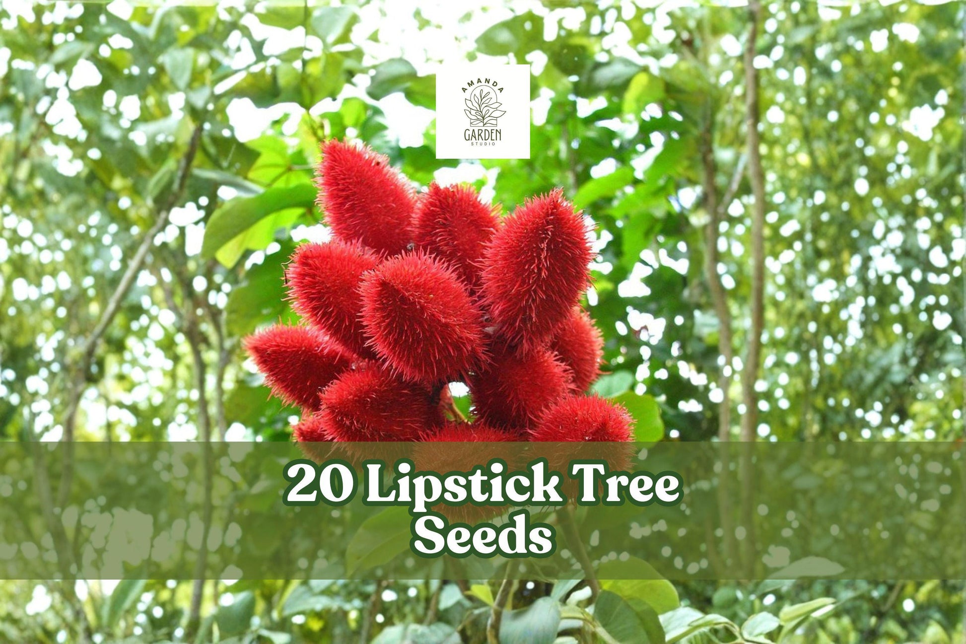 20 Lipstick Tree Seeds for Planting - Bixa orellana Tropical Ornamental Tree for Garden or Container