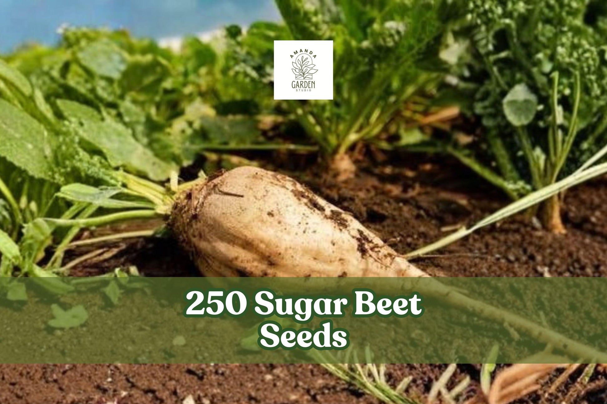 250 Sugar Beet Seeds for Planting | Beta vulgaris Vegetable Seeds for Garden Beds & Outdoor Growing