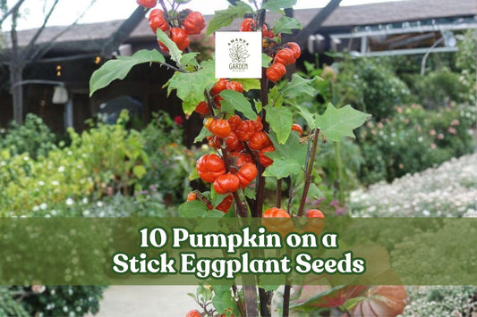 Pumpkin on a Stick Eggplant Seeds – Ornamental Solanum integrifolium for Decorative Gardens & Bouquets, 10 Seeds
