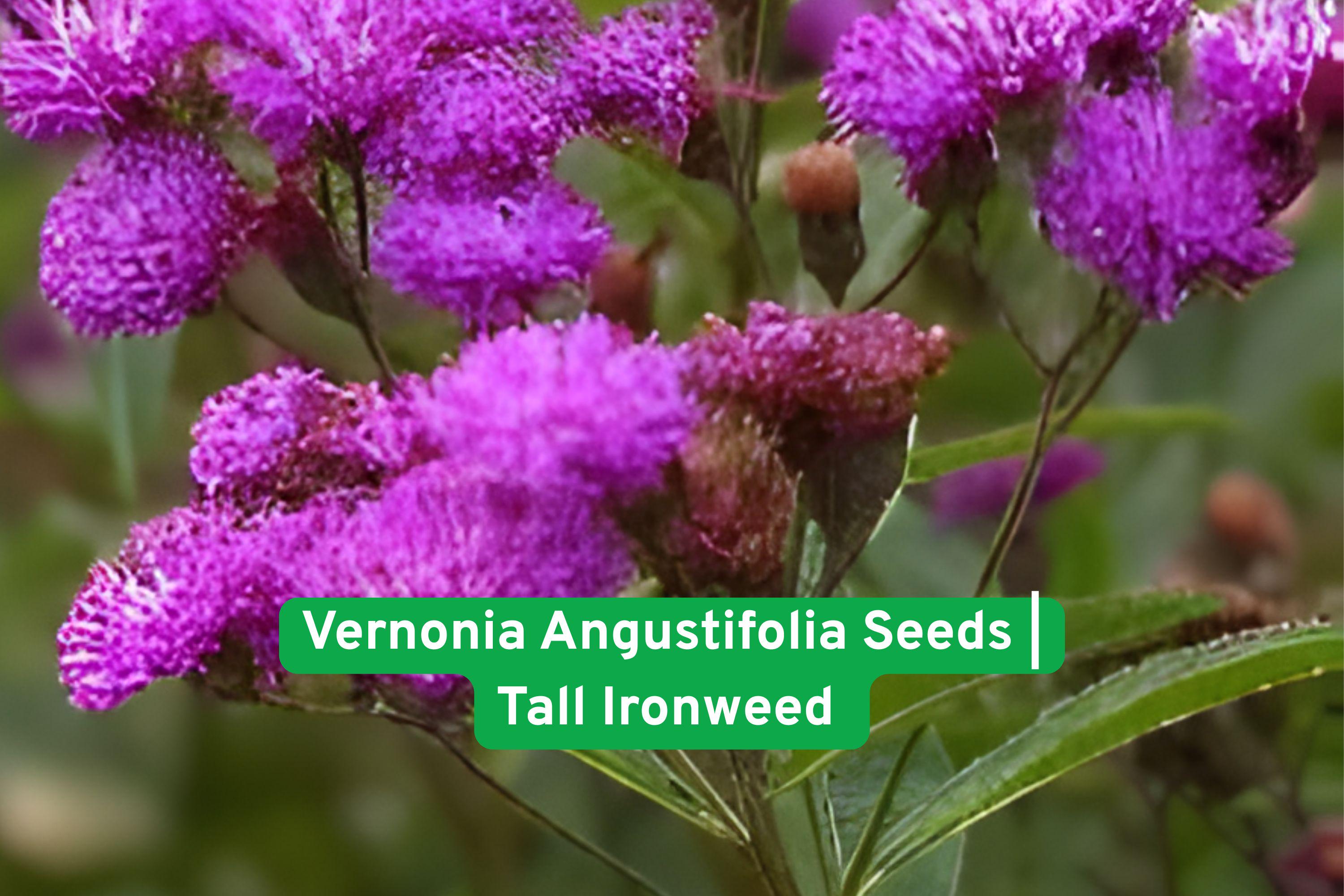 Vernonia angustifolia Seeds | Tall Ironweed Perennial Wildflower | Purple Bloom | Pollinator-Friendly Native Plant