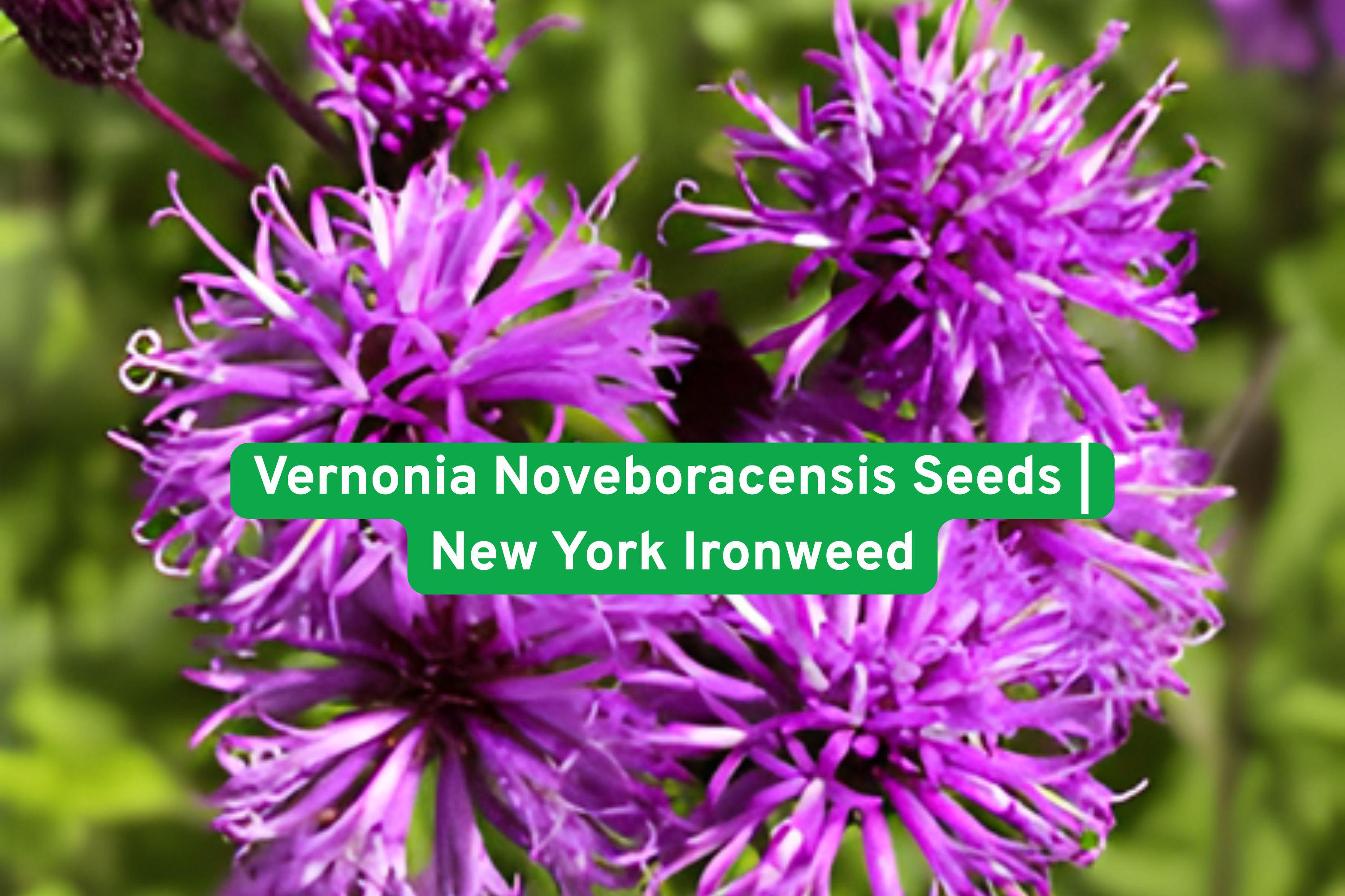 Vernonia Noveboracensis Seeds | New York Ironweed Perennial Wildflower with Deep Purple Blooms for Pollinator Gardens