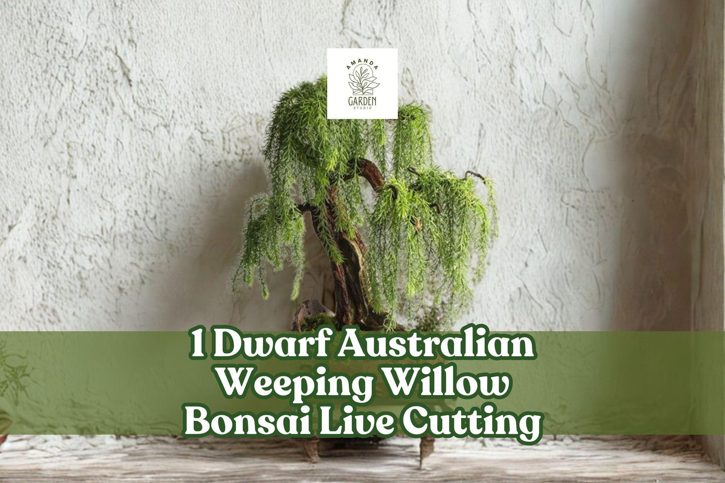 Dwarf Australian Weeping Willow Bonsai Live Cutting, Salix sp., Ornamental Tree, Bare Root, Outdoor Planting