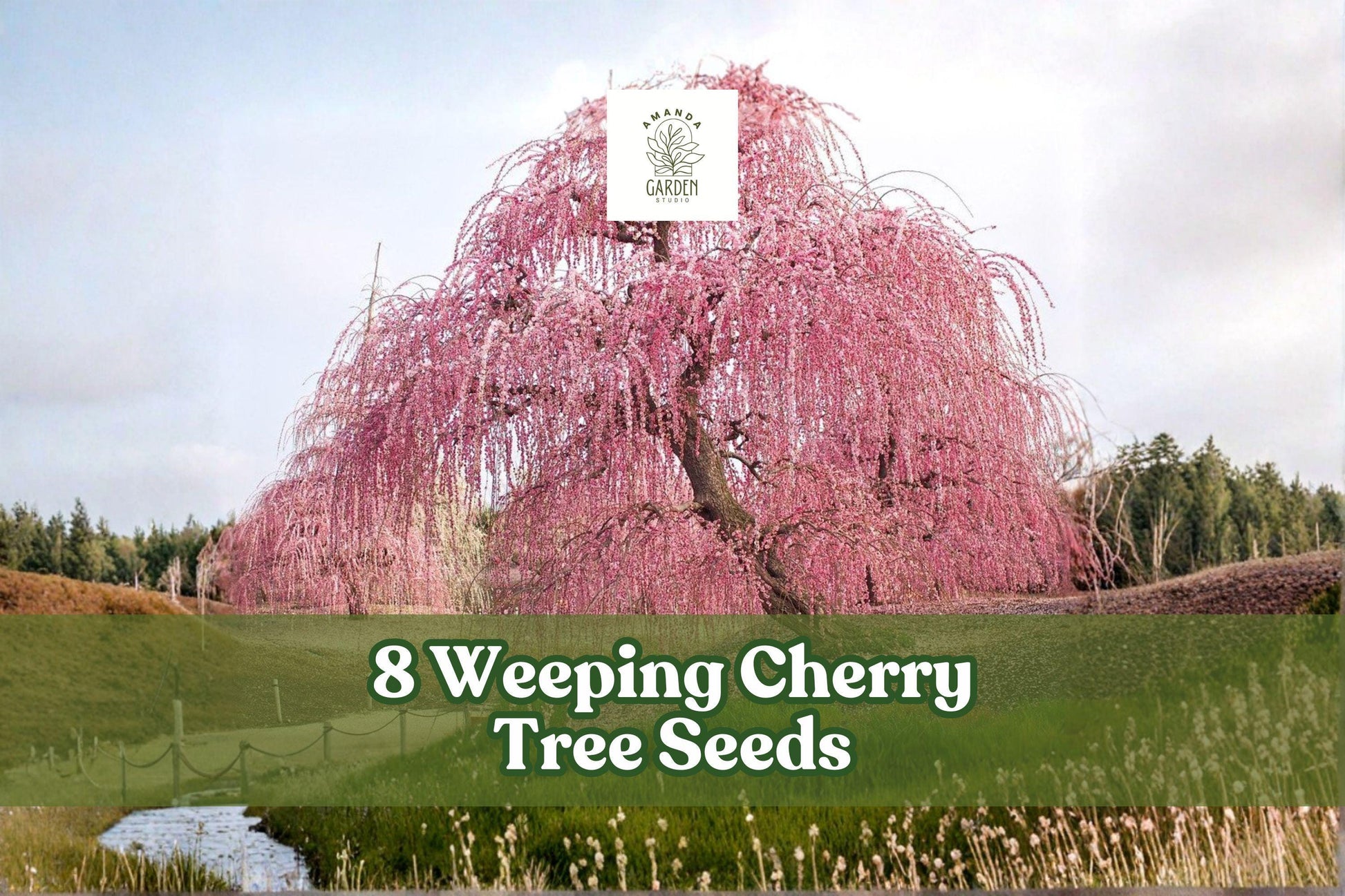 8 Weeping Cherry Tree Seeds for Bonsai & Garden Planting, Prunus sp., Flowering Ornamental Tree