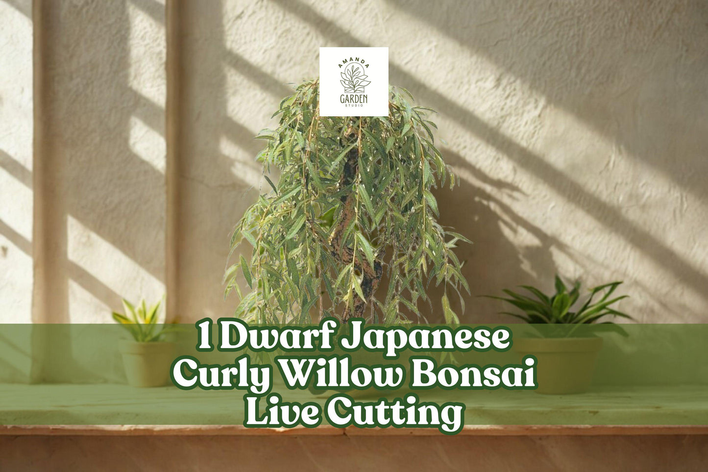 Dwarf Japanese Curly Willow Bonsai Cutting | Salix sp. Live Bare Root Ornamental Tree for Container & Outdoor Planting