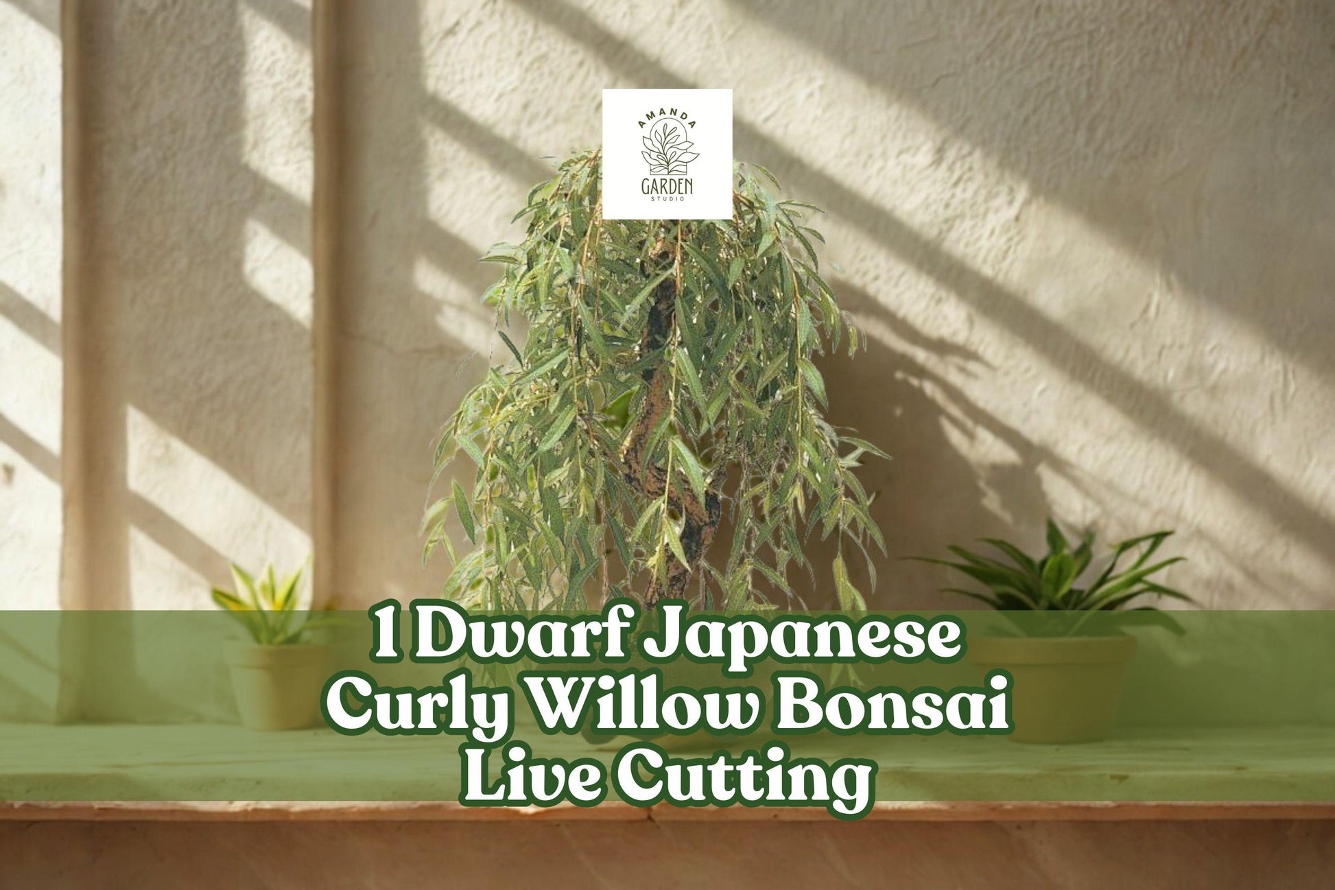 Dwarf Japanese Curly Willow Bonsai Cutting | Salix sp. Live Bare Root Ornamental Tree for Container & Outdoor Planting