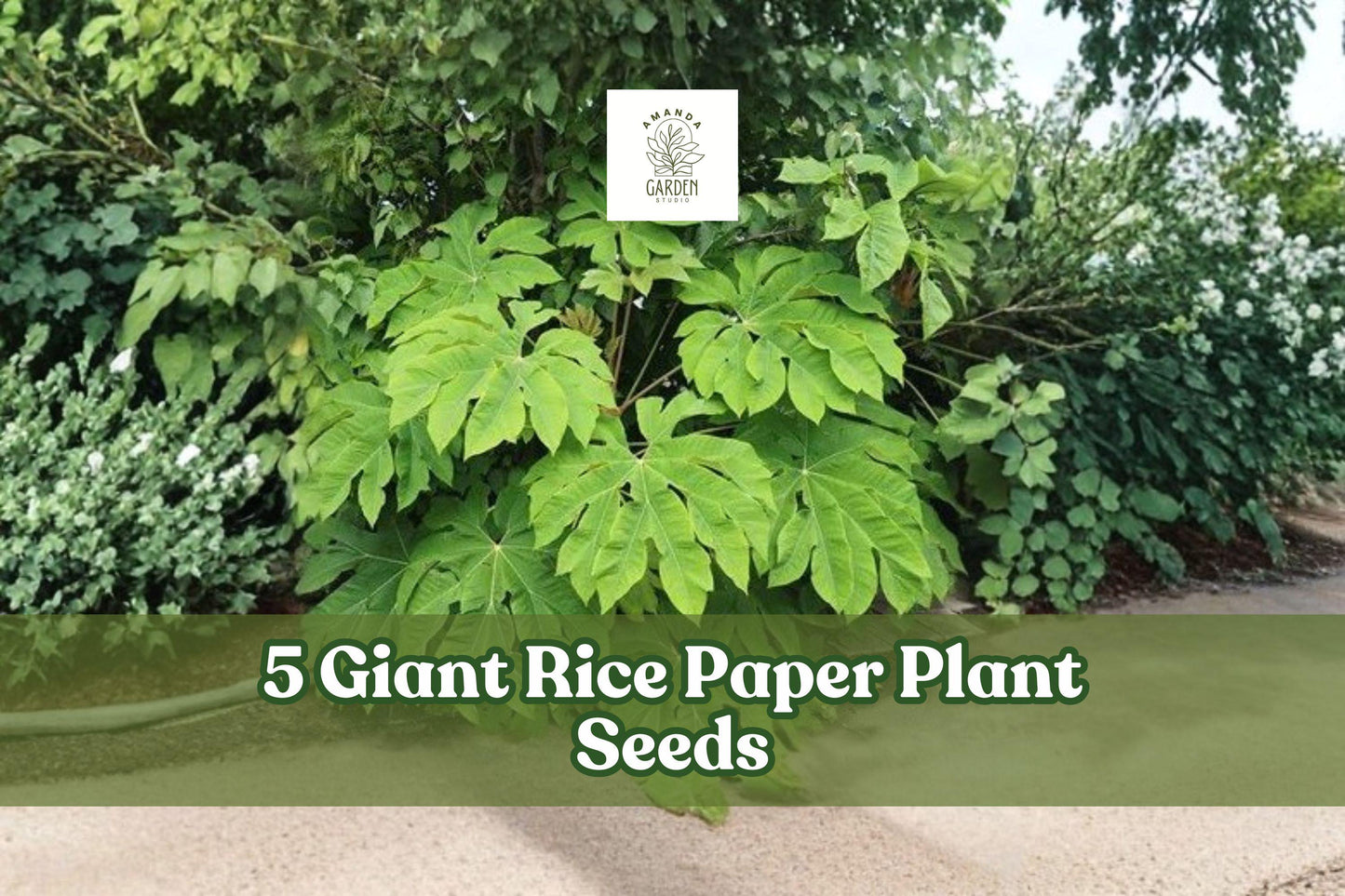 Giant Rice Paper Plant Seeds – Ornamental Foliage, Tetrapanax papyrifer, Tropical Garden Plant, 5 Seeds