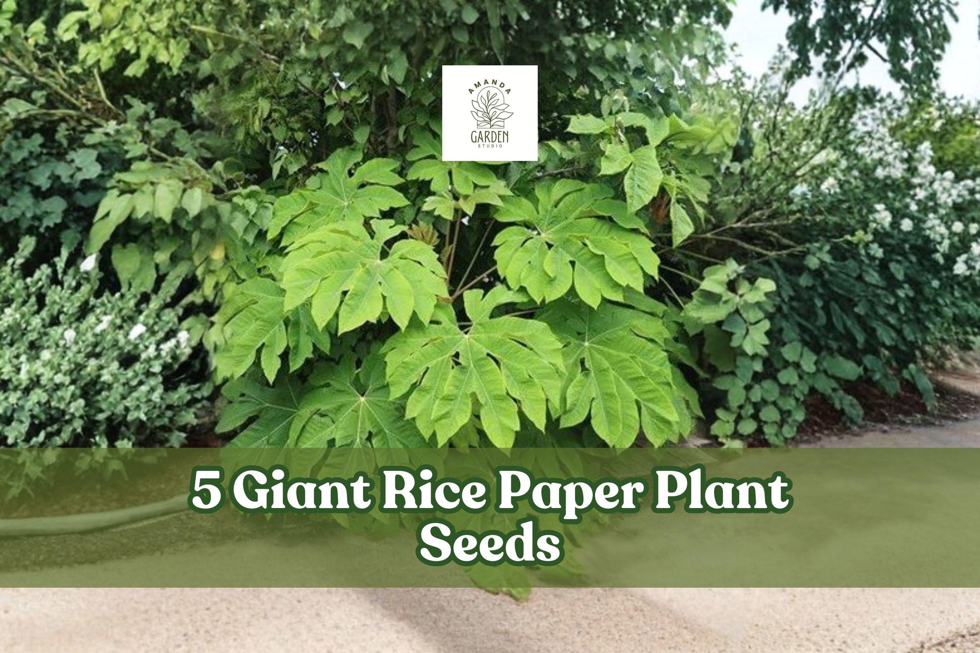 Giant Rice Paper Plant Seeds – Ornamental Foliage, Tetrapanax papyrifer, Tropical Garden Plant, 5 Seeds