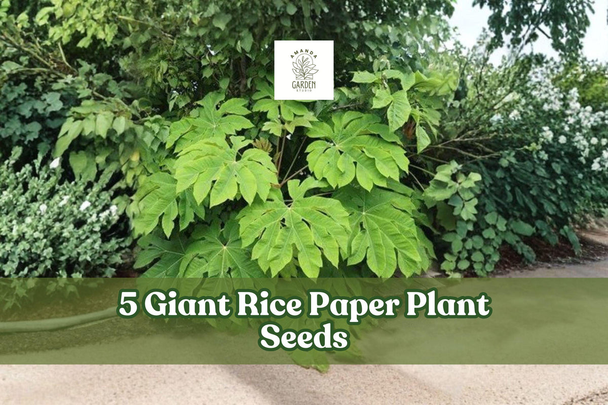 Giant Rice Paper Plant Seeds - 5 Seeds for Planting - Ornamental Foliage - Tetrapanax papyrifer - Tropical Green Leaves