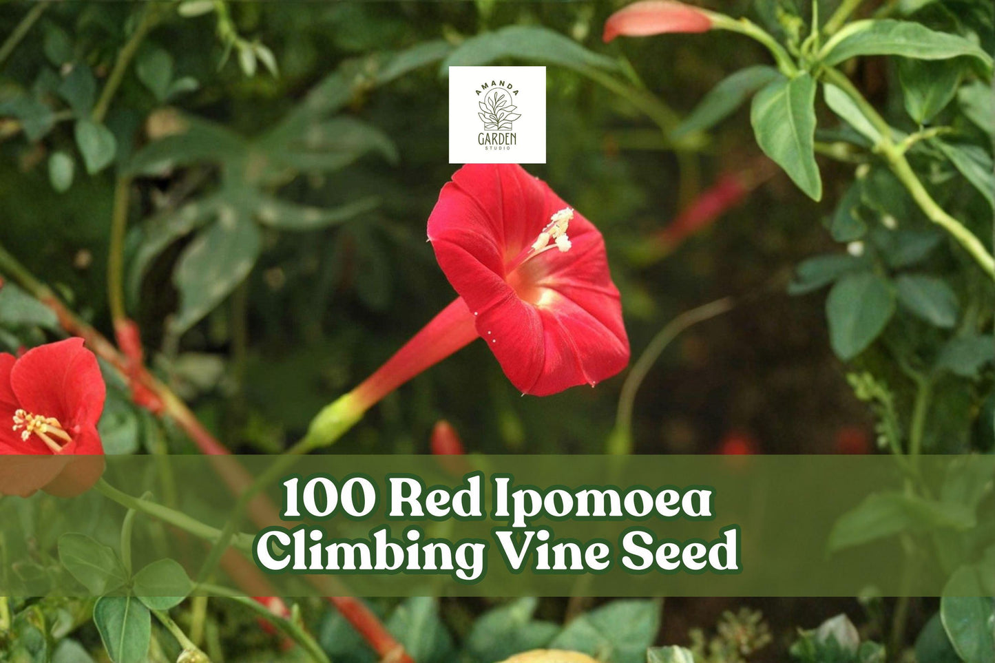 Red Ipomoea Climbing Vine Seeds – Fast-Growing Ornamental Flowering Vine for Trellises, Fences, and Gardens