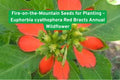 Fire-on-the-Mountain Seeds, Euphorbia cyathophora, Annual Wildflower, Red Bracts, Drought Tolerant, Pollinator-Friendly