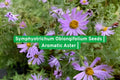 Symphyotrichum oblongifolium Seeds | Aromatic Aster Perennial Wildflower for Pollinators & Borders