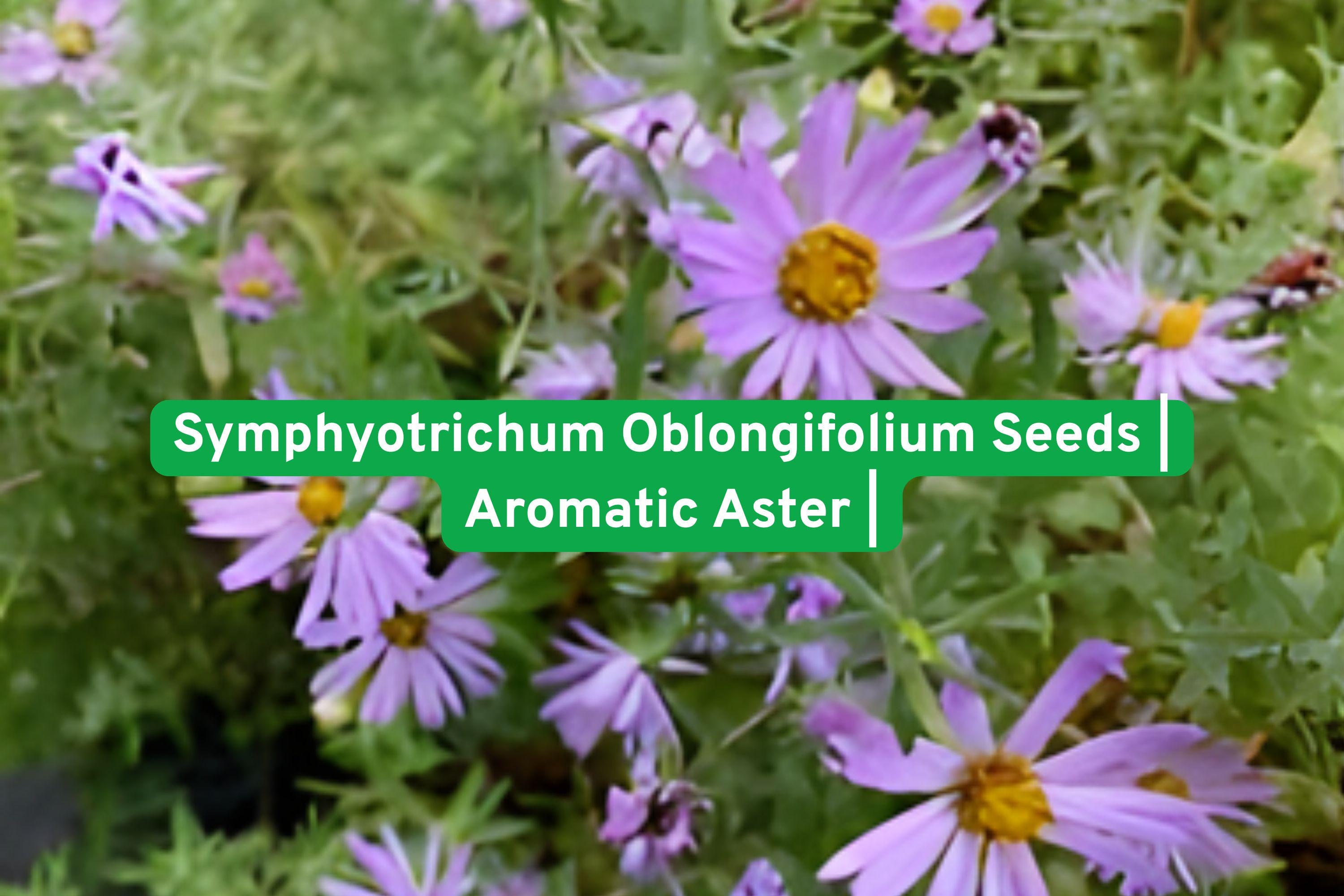 Symphyotrichum oblongifolium Seeds | Aromatic Aster Perennial Wildflower for Pollinators & Borders
