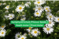 Symphyotrichum Pilosus Seeds | Heath Aster | Frost Aster | Native Perennial Wildflower for Pollinator Gardens