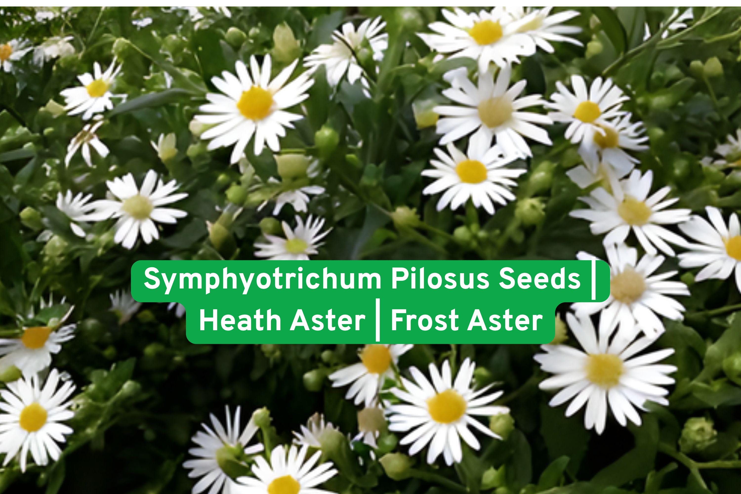 Symphyotrichum Pilosus Seeds | Heath Aster | Frost Aster | Native Perennial Wildflower for Pollinator Gardens