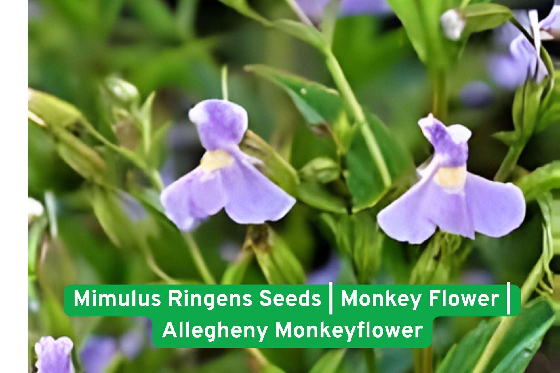 Mimulus ringens Seeds | Native Perennial Wildflower | Monkey Flower with Lavender-Purple Blooms | Pollinator-Friendly Plant