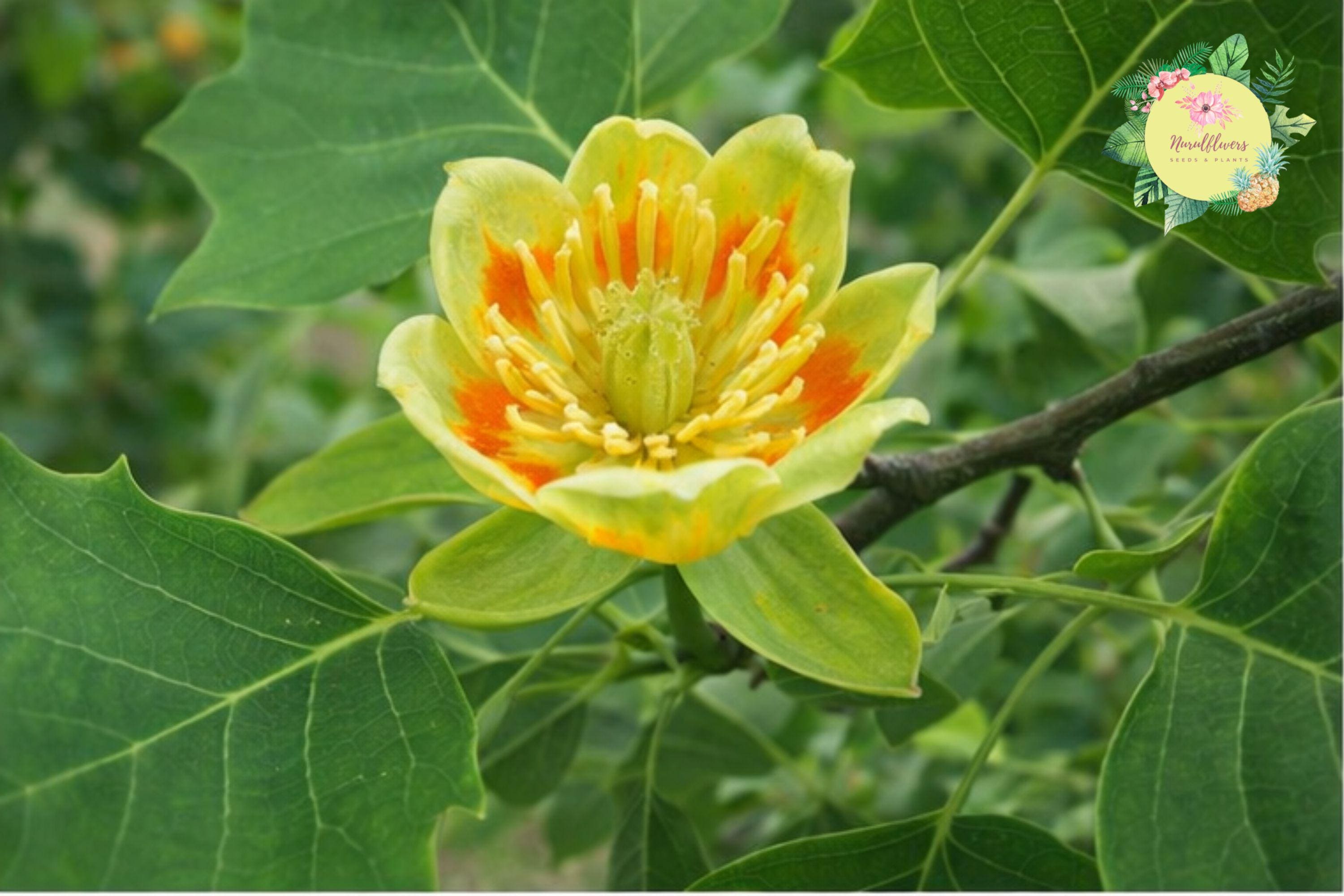 Tulip Poplar Tree Bare Roots 2 Pack | Liriodendron tulipifera | Fast-Growing Deciduous Tree for Landscaping