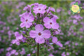Sweet William Bulbs | Phlox Maculata Perennial Flowering Plants for Gardens | Vibrant Clusters & Butterfly Attractant