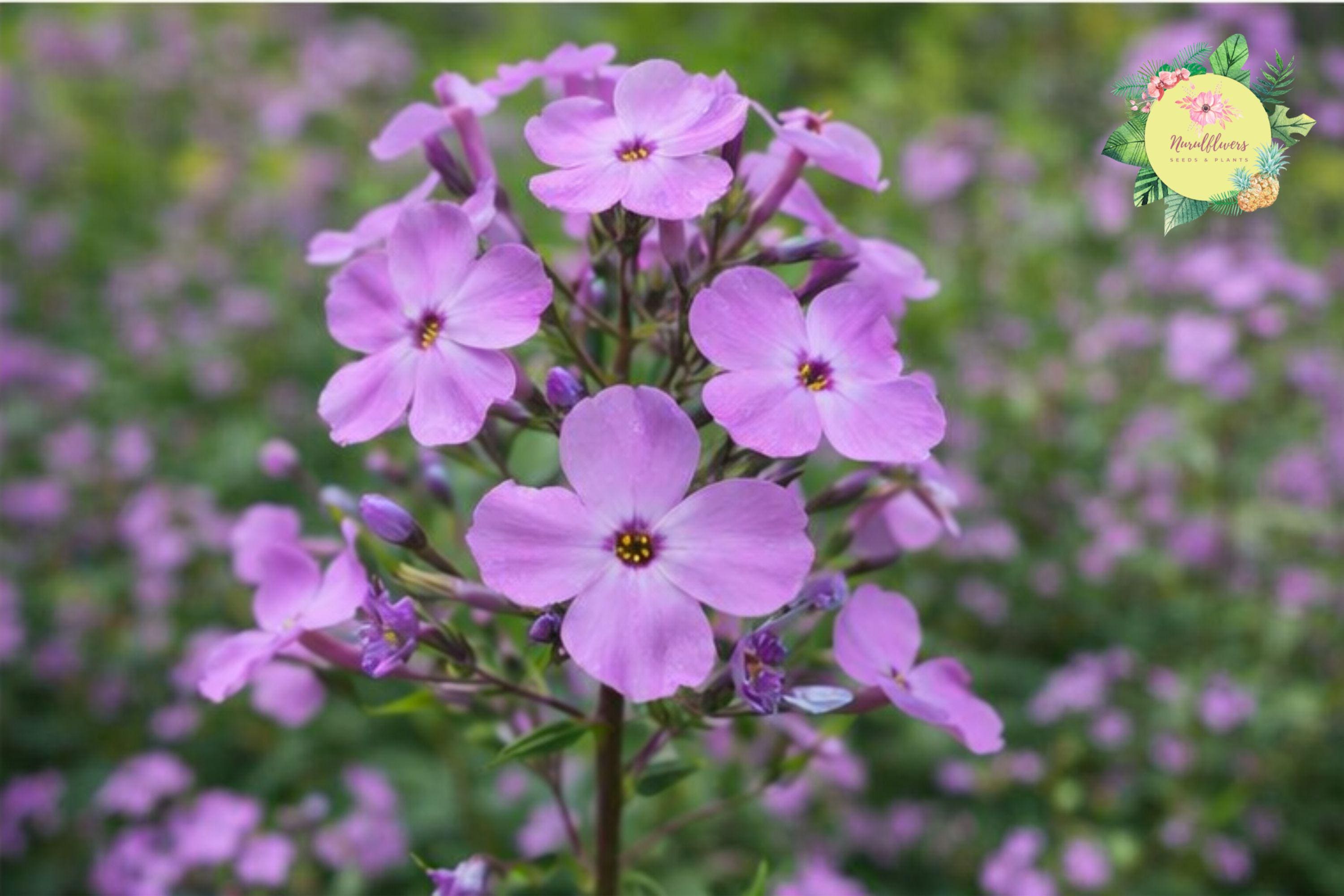 Sweet William Bulbs | Phlox Maculata Perennial Flowering Plants for Gardens | Vibrant Clusters & Butterfly Attractant