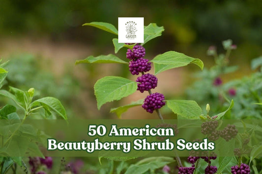 American Beautyberry Seeds - Callicarpa americana Ornamental Shrub with Purple Berries, Native Garden Planting Seeds, 50 Pack