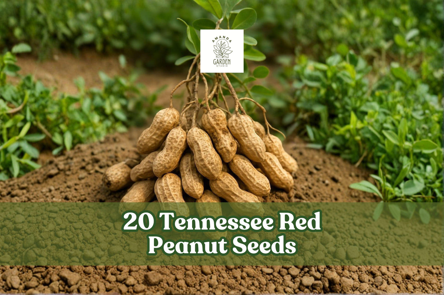 20 Tennessee Red Peanut Seeds for Garden Planting, Arachis hypogaea, Warm-Season Outdoor Crop