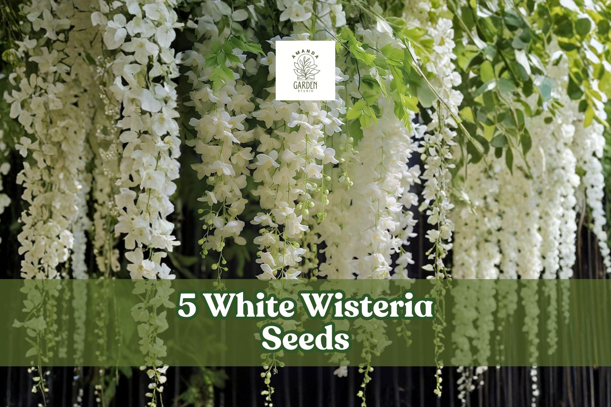 White Wisteria Seeds – Flowering Climbing Vine for Garden, Wisteria sinensis ‘Alba’, Cascading White Blooms, Outdoor Planting Seeds