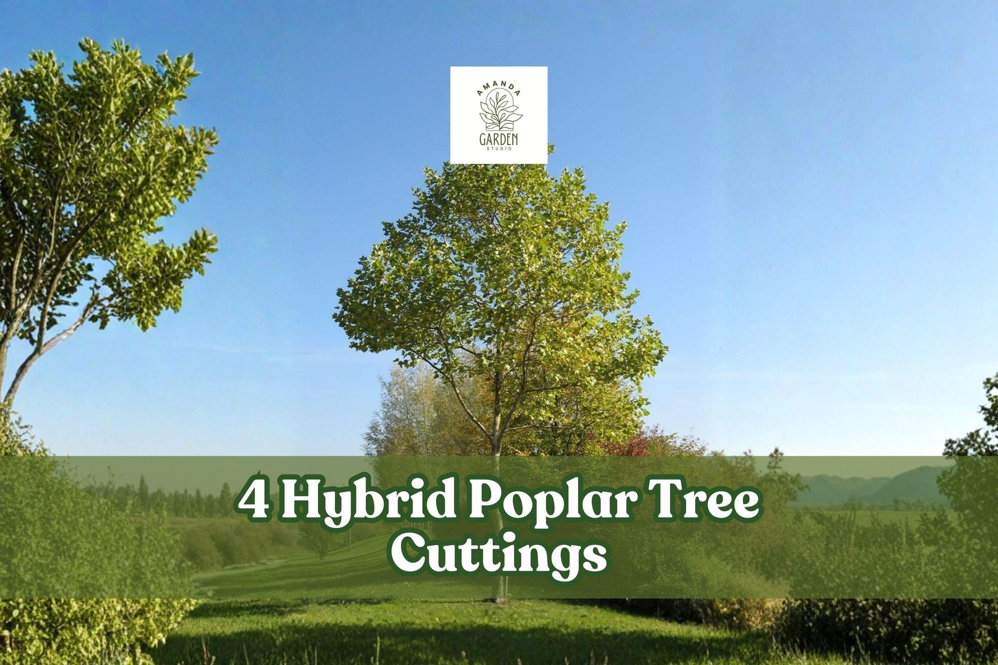 Hybrid Poplar Tree Cuttings – 4 Live Deciduous Landscaping Plants for Privacy, Shade, and Screening | Populus hybrid