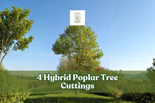 Hybrid Poplar Tree Cuttings – 4 Live Deciduous Landscaping Plants for Privacy, Shade, and Screening | Populus hybrid