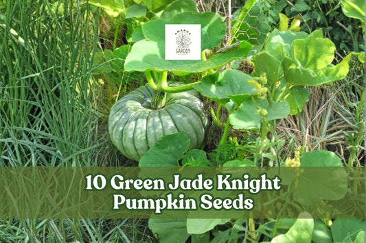 10 Green Jade Knight Pumpkin Seeds for Planting, Decorative Cucurbita maxima, Fall Garden, Ornamental Pumpkin Seeds