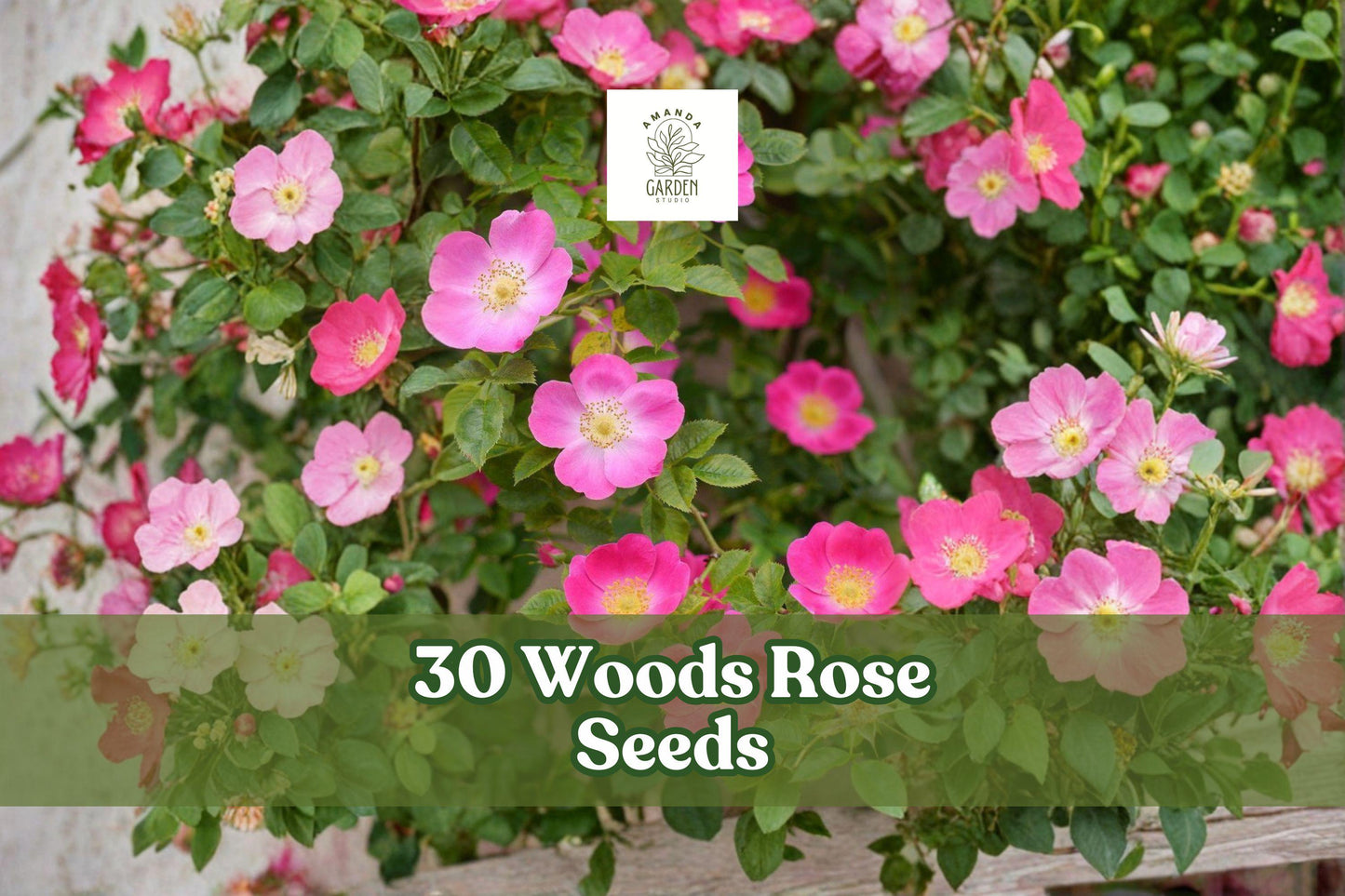 30 Woods’ Rose Seeds Rosa woodsii Native Ornamental Shrub for Garden Landscaping