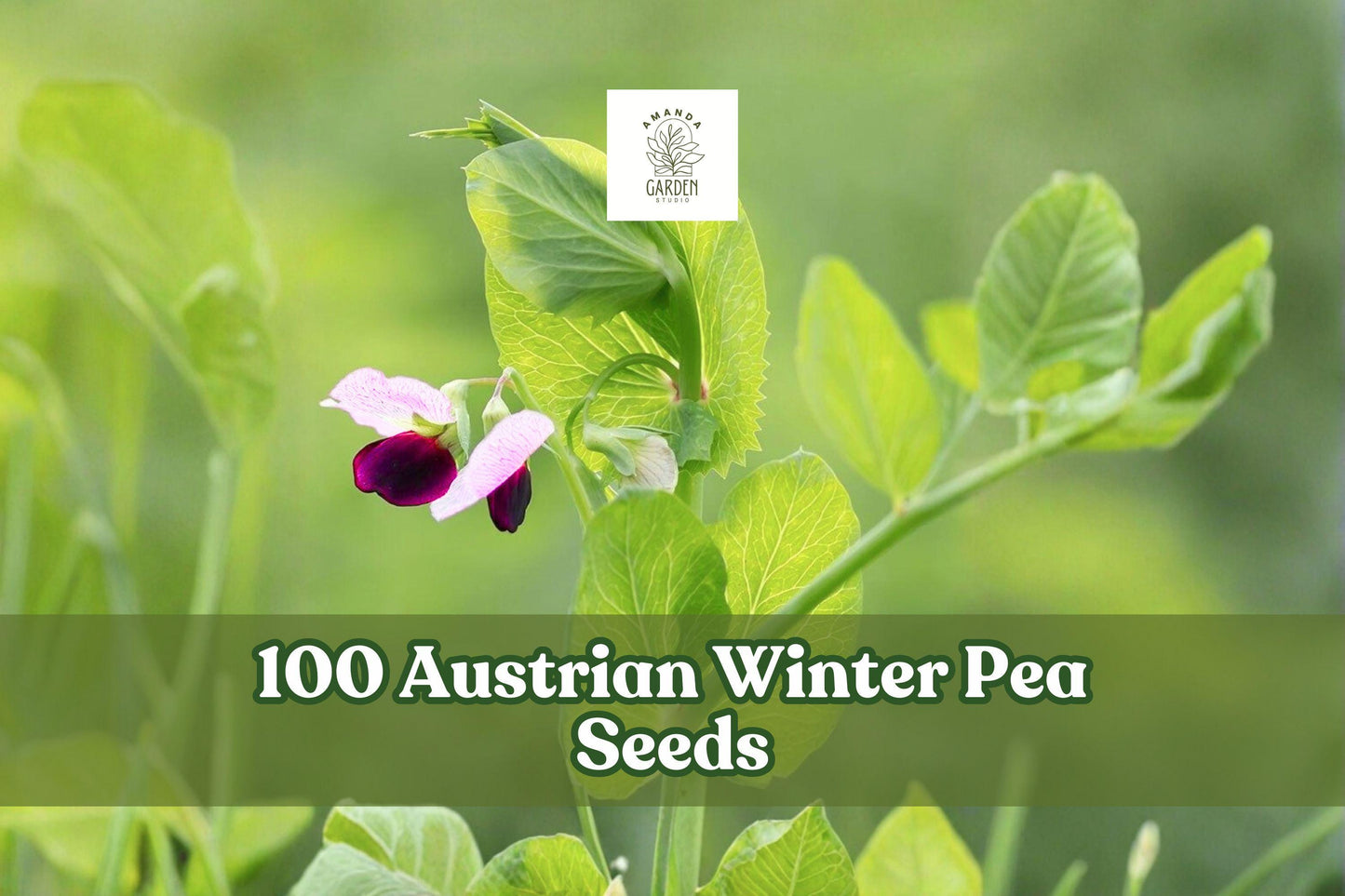 Austrian Winter Pea Seeds – Cover Crop, Legume, Pisum sativum subsp. arvense, Cool-Season Annual, Garden Planting, 100 Seeds