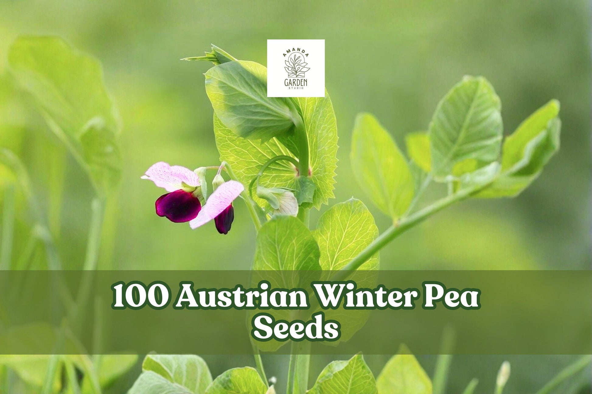 Austrian Winter Pea Seeds – Cover Crop, Legume, Pisum sativum subsp. arvense, Cool-Season Annual, Garden Planting, 100 Seeds